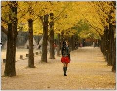 秋天2008在线观看,2008年秋天在线观影之旅