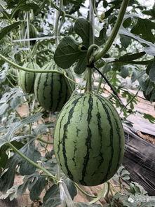 400w网红吃瓜,400万网红揭秘娱乐圈吃瓜大事件  第3张